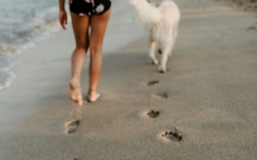 st barts pets friendly